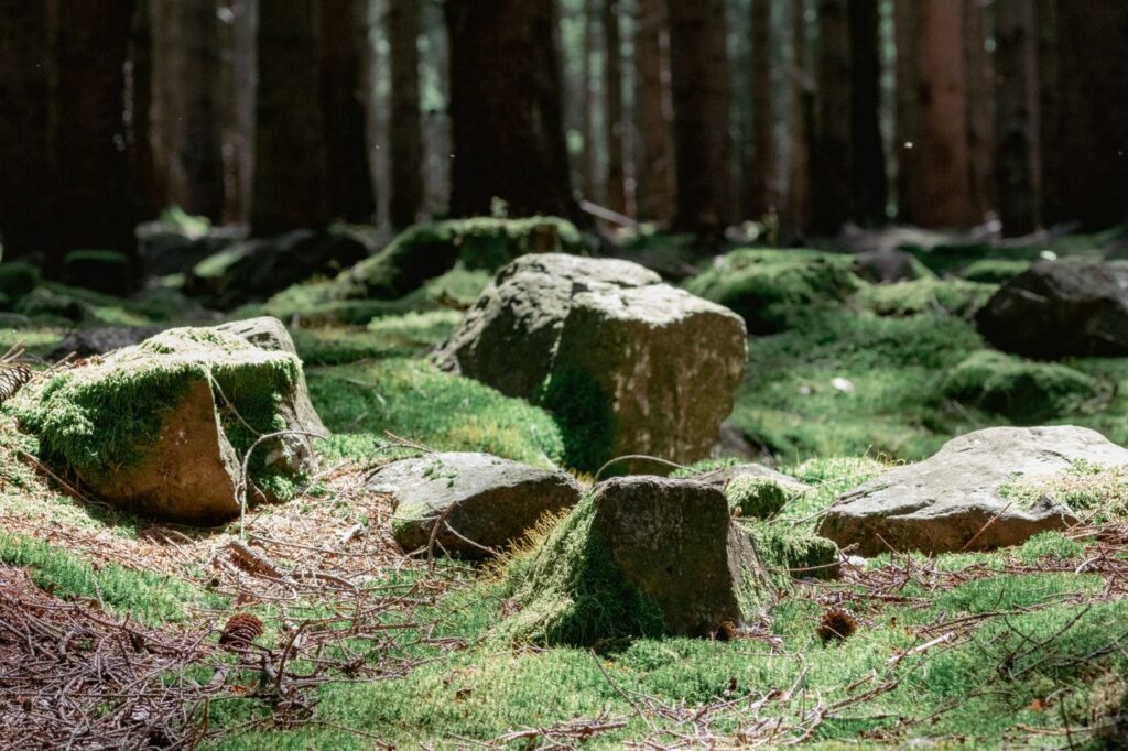Sunlit forest floor with moss-covered rocks creating a serene natural scene.
